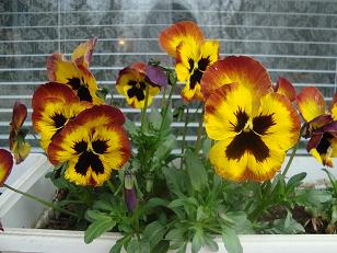 DSC04140.JPG