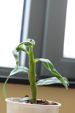 dendri.jpg