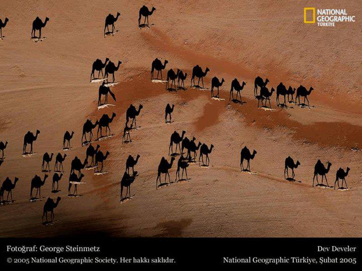 Camel.jpg