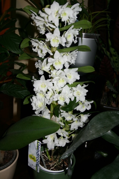 dendri.jpg