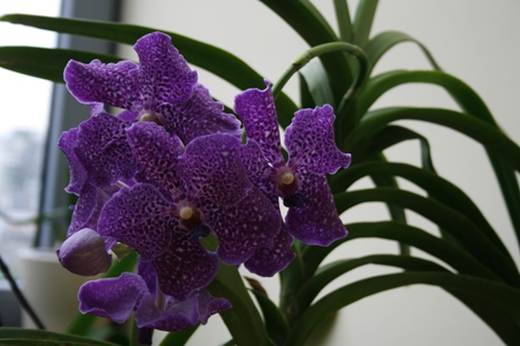 vanda-5-2012.jpg