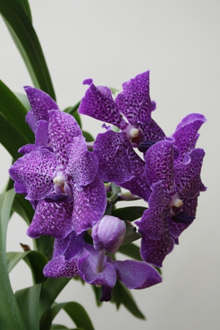 vanda--05-2012.jpg