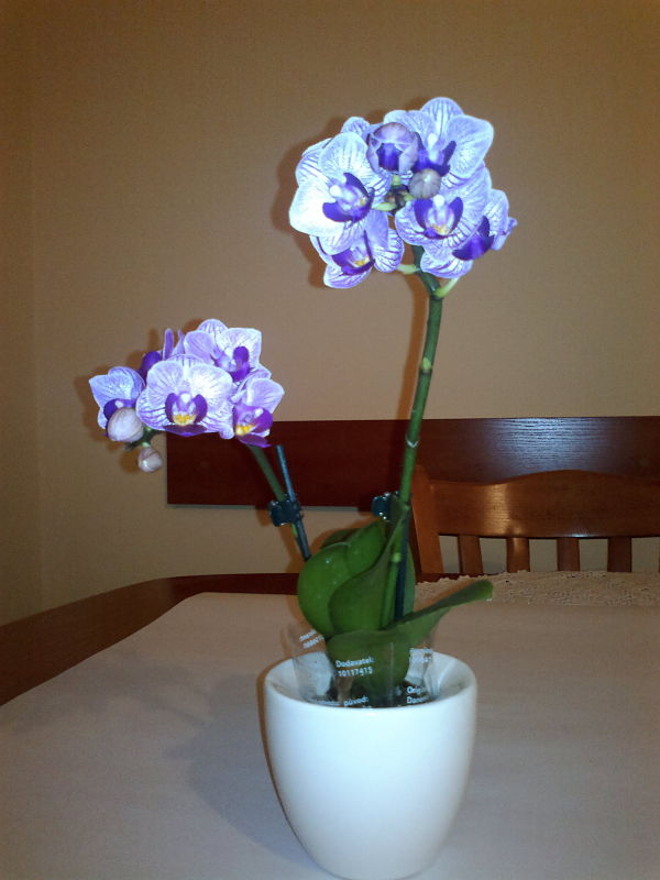 2012-11-22-696_opt.jpg