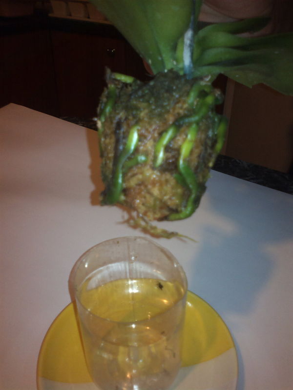 2012-12-24-748_opt.jpg