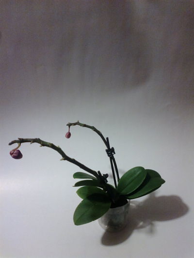 2012-12-24-755_opt.jpg