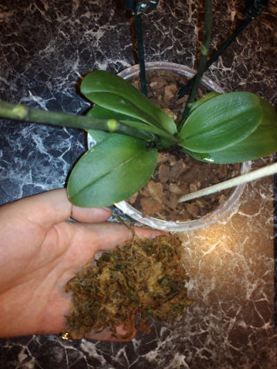 2012-12-27-809_opt.jpg