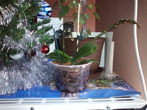 2012-12-28-811_opt.jpg