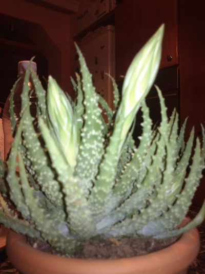 2013-01-07-866_opt.jpg