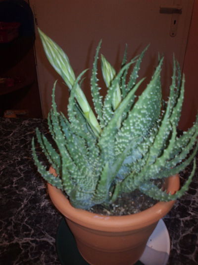 2013-01-08-868_opt.jpg