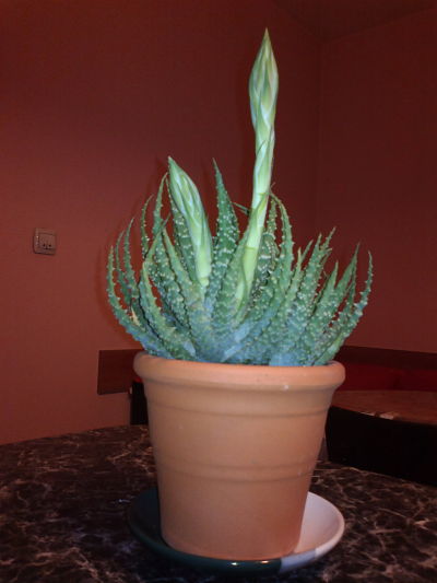 2013-01-10-872_opt.jpg