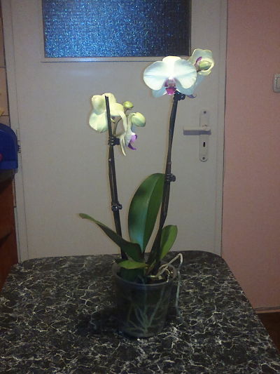 2013-01-11-874_opt.jpg