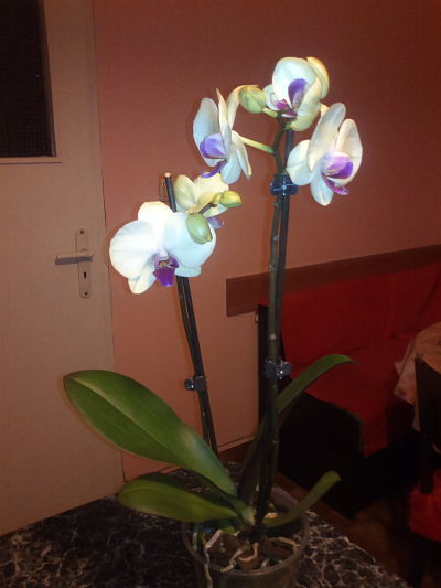 2013-01-11-879_opt.jpg