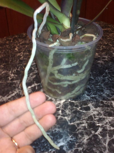 2013-01-11-876_opt.jpg