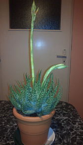2013-01-16-926_opt.jpg