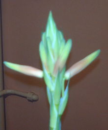 2013-01-17-933_opt.jpg