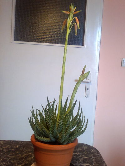2013-01-20-960_opt.jpg