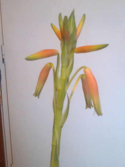 2013-01-20-953_opt.jpg