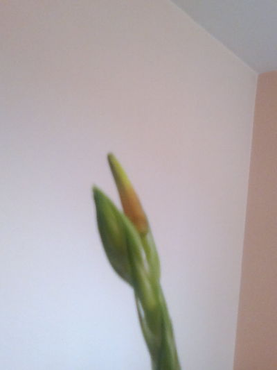 2013-01-20-958_opt.jpg