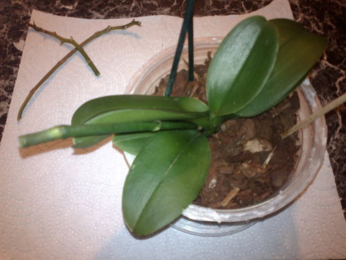 2013-02-12-1005_opt.jpg