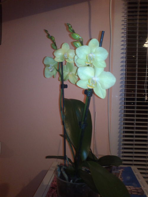 2013-02-16-1013_opt.jpg
