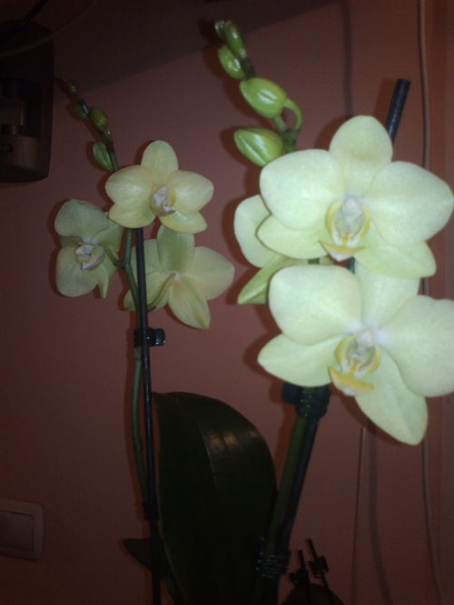 2013-02-16-1014_opt.jpg