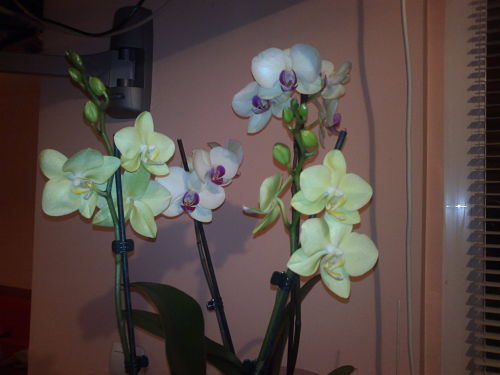 2013-02-16-1017_opt.jpg