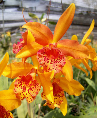 cattleya Copper Queen.jpg